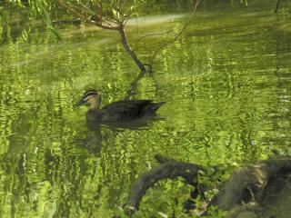 On the Murray River - still afloat?